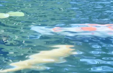 鯉が池で泳ぐお様子